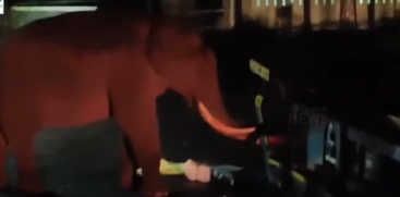 Wild Tusker Padayappa 