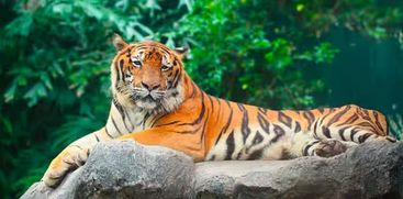  International Tiger Day 2023