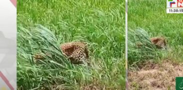 The condition of the tiger found in Attappadi Puliyapati is critical