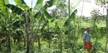 Anakode village grows vegetables