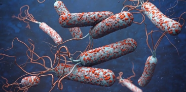  Cholera 