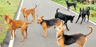 Supreme Court Issues Strict Guidelines on Stray Dog 