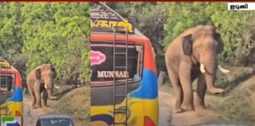 Wild Elephant