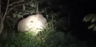 Wild Elephants Simultaneously Enter Vadakkancherry and Chelakkara, 