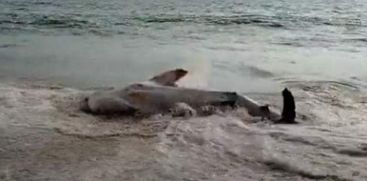 WHALE SHARK ON THE SHORE OF SEA
