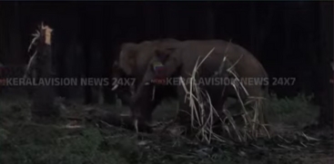 Wild Elephant Attack Reported in Athirappilly