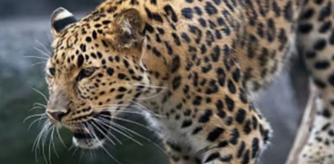Leopard in Chalakudy