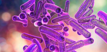 shigella
