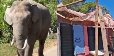 'Padayappa' Elephant Causes Distress in Munnar by Remaining in Populated Areas