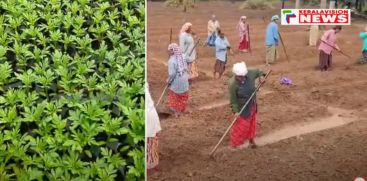 
Thrissur Melur Gram Panchayat has set up chendumalli plantations to make Onam colorful
