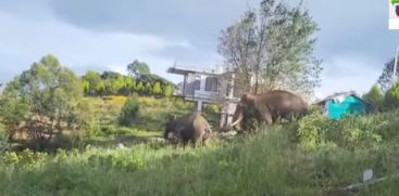 In Idukki, wildelephants have arrived near resorts; Tourists and locals in fear