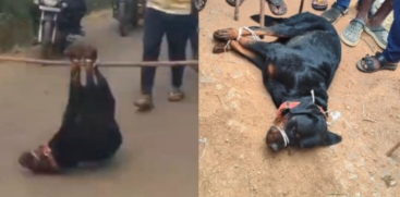 Woman Mauled to Death by Rottweiler Dogs in Karnataka