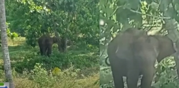 wild elephant