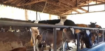 Extreme Heat Hits Kerala Dairy Sector