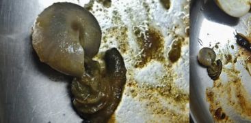 snail