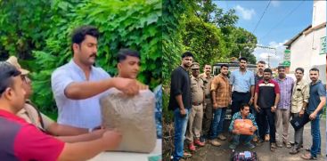  Murshundi cannabis