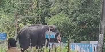  elephant that ran away in Thrissur city was tamed