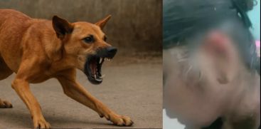 stray dog