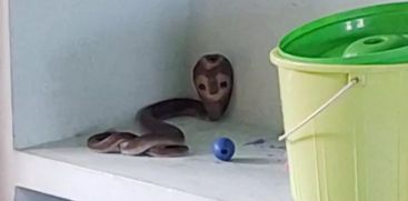 cobra