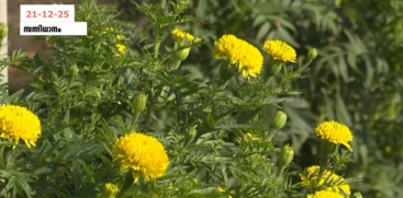 A Scenic Garden Experience for Pilgrims at Sabarimala Sannidhanam