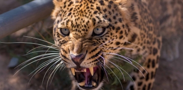 Leopard Attack