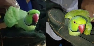 parrot