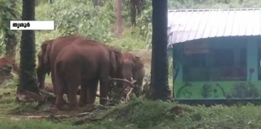 Wild Elephant Attack Reported Near Athirappilly Anganwadi in Thrissur