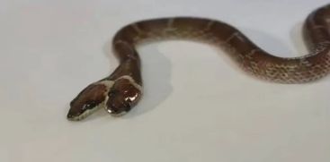 SNAKE