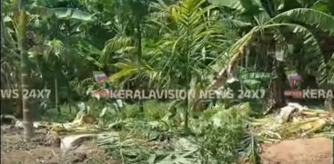 
In Vadakancheri, wildelephants destroyed crops extensively.