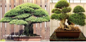 World most expensive tree Japanese white pine bonsai tree