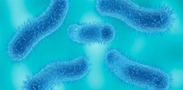 Shigella