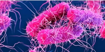 Shigella Case Reported in Kozhikode