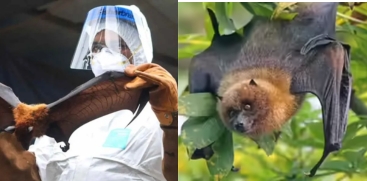Nipah Alert Continues in Kerala