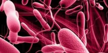 cholera