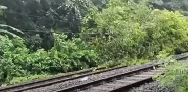 train