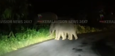 Wild Elephant Herd Spotted on Kochi-Dhanushkodi National Highway