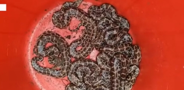 Nine Python Hatchlings Captured from Chavakkad House