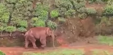 Elephant