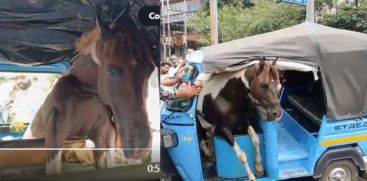 HORSE