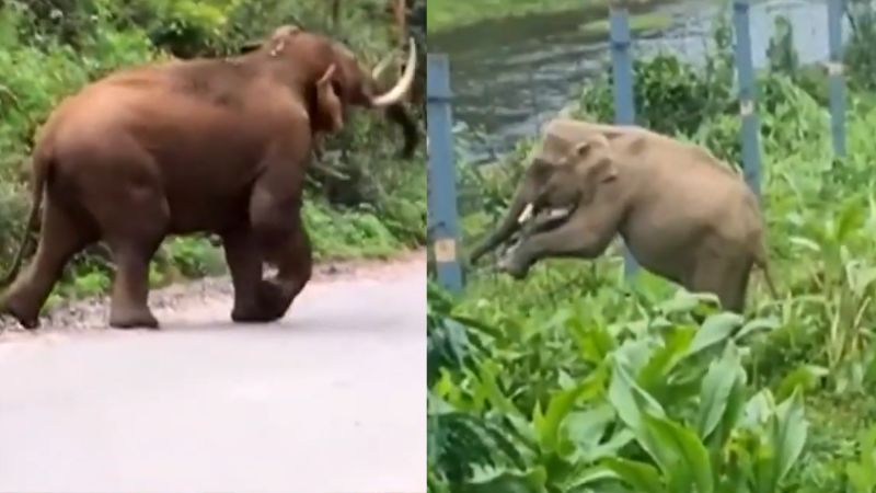 wildlife