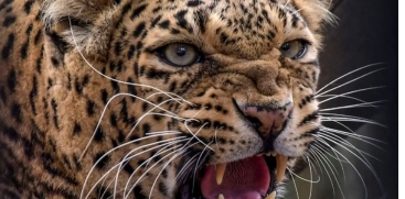 Leopard Attacks Pet Dog in House Yard