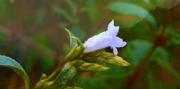 Neelakurinji 