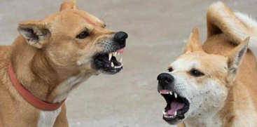 Stray Dog Attack in Taliparambu; 4 People Bitten