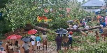 A seven-year-old boy died after a banyan tree fell