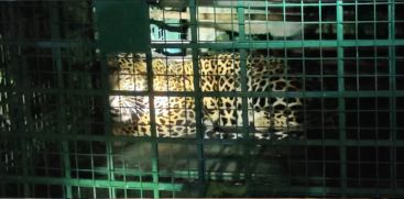 LEOPARD
