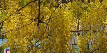 A Konna tree in Agastyamuzhi, Kozhikode as a selfie point