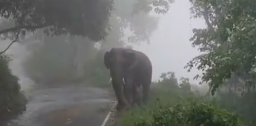 Bus Blocked by Wild Elephant Kabali 