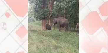 Wild Elephant Herd Spreads Panic in Idukki and Parambikulam Regions