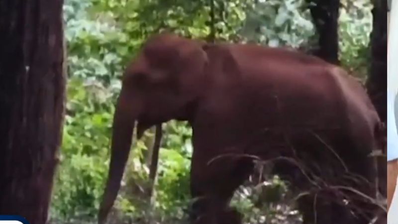 elephant
