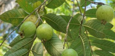  Health Benefits of Guava Fruit : Read In Malayalam